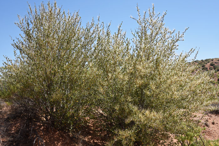 Cercocarpus montanus, Mountain Mahogany